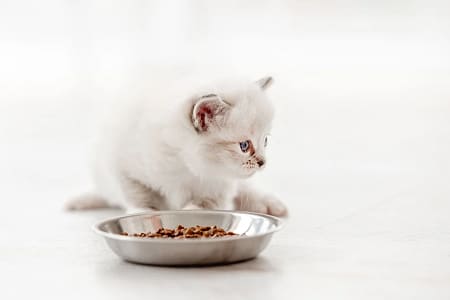 Каким влажным кормом кормить котенка?