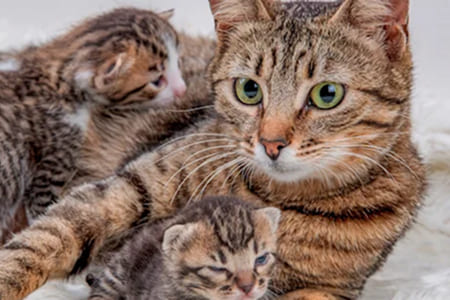 Роды у кошек