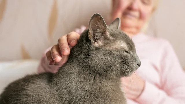 Уход за кошкой преклонного возраста