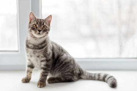 Как играть с кошкой?