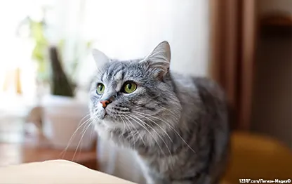 Какую кошку выбрать — чистокровной или смешанной породы?