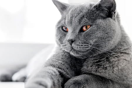 Какую кошку выбрать — чистокровной или смешанной породы?