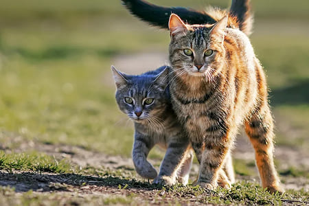 Как взять кошку из приюта