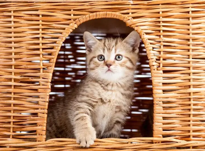 Как сделать домик для кошки?