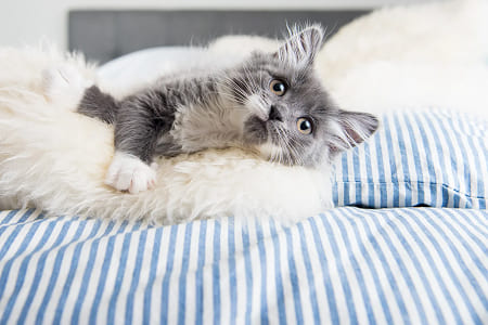 Кошка не дает спать по ночам — что делать?