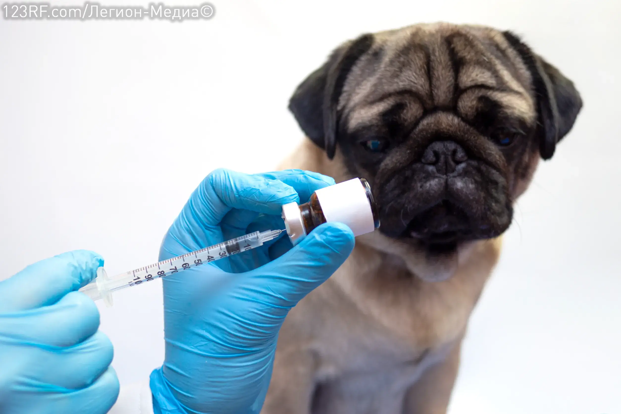 Как сделать укол собаке?