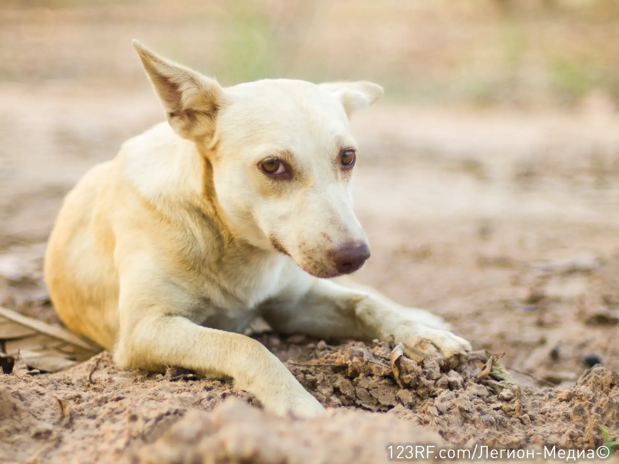 Рвота у собаки