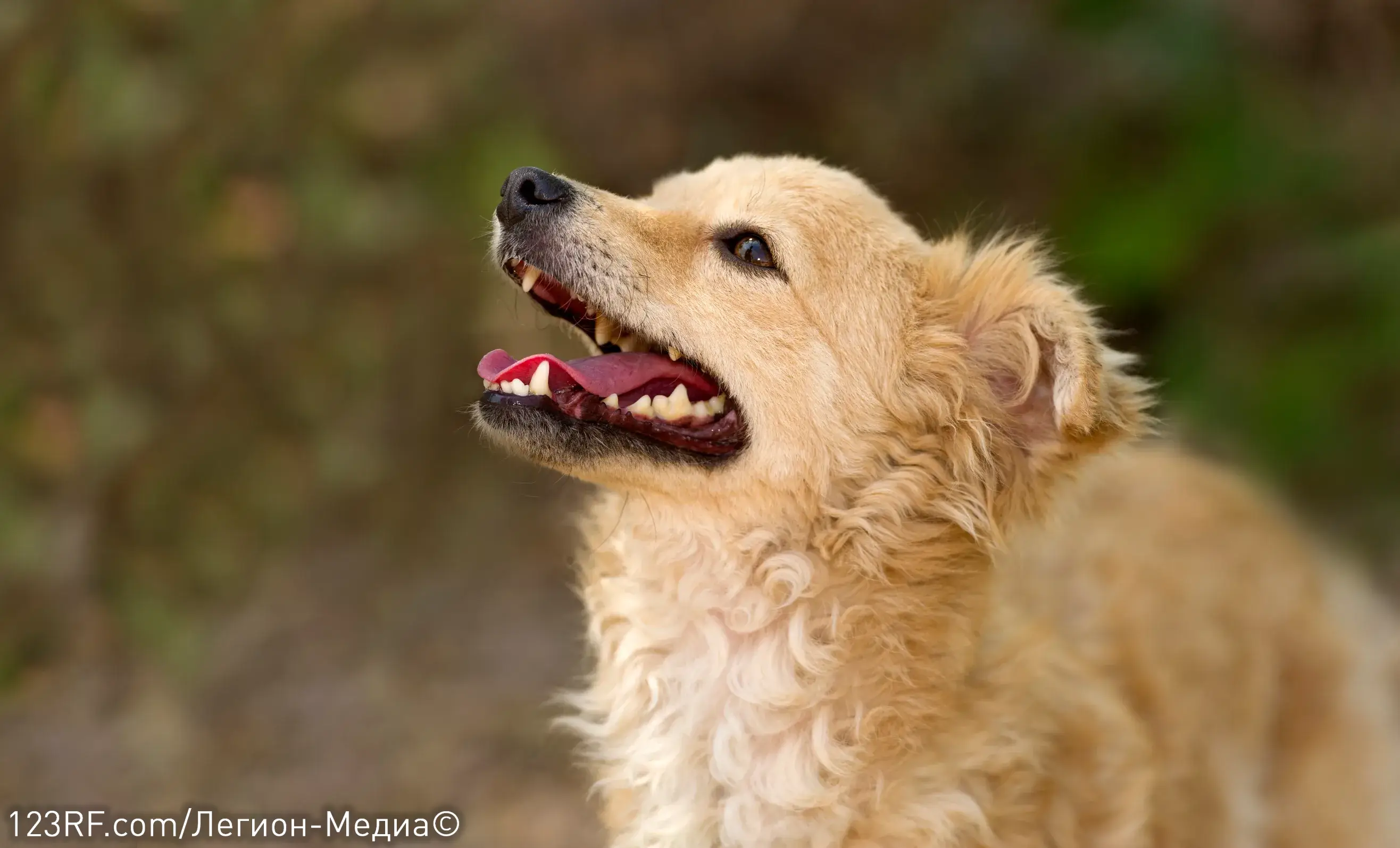 Все о зубах собаки