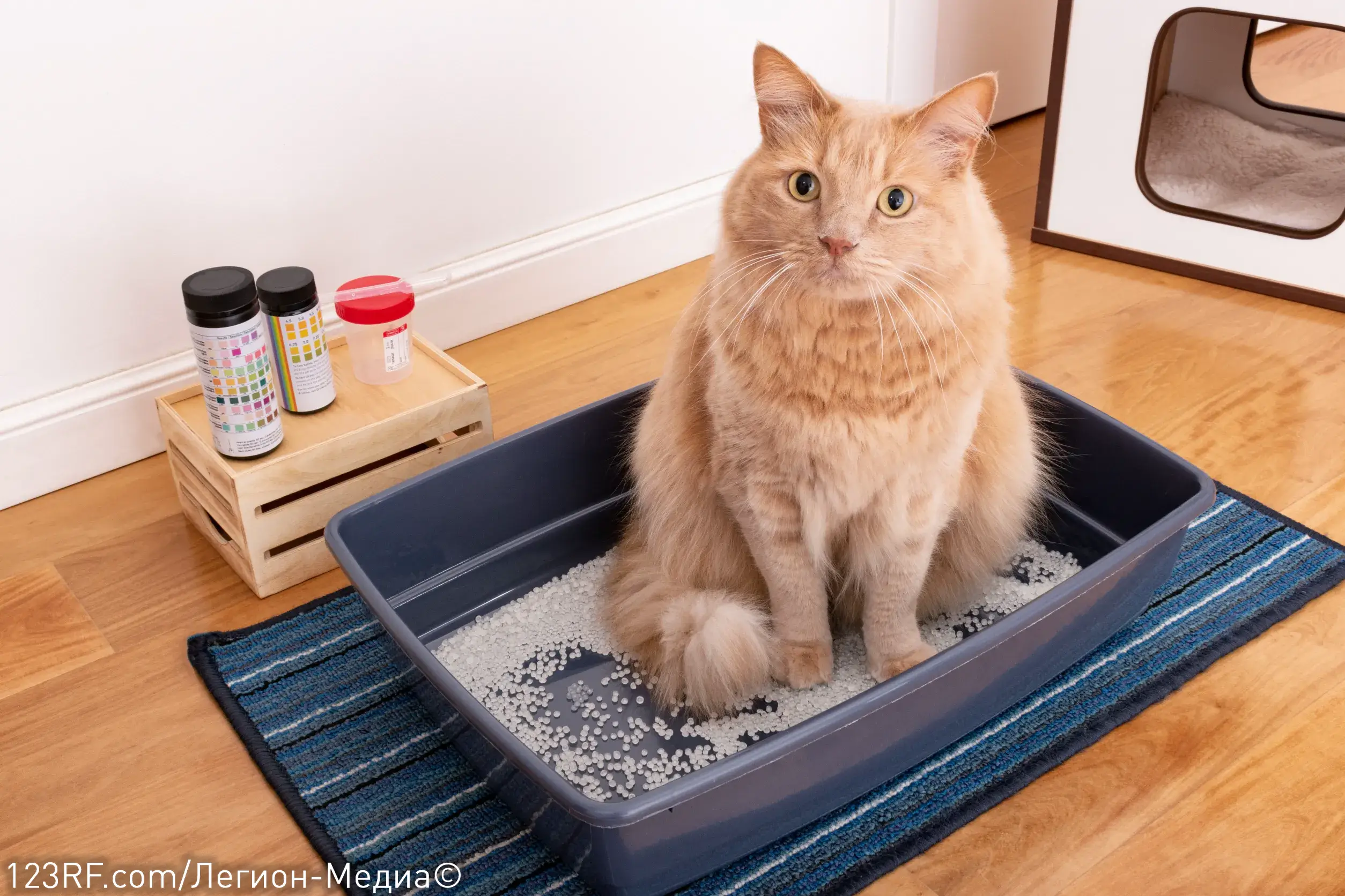 Кровь в моче у кошки: что это значит?