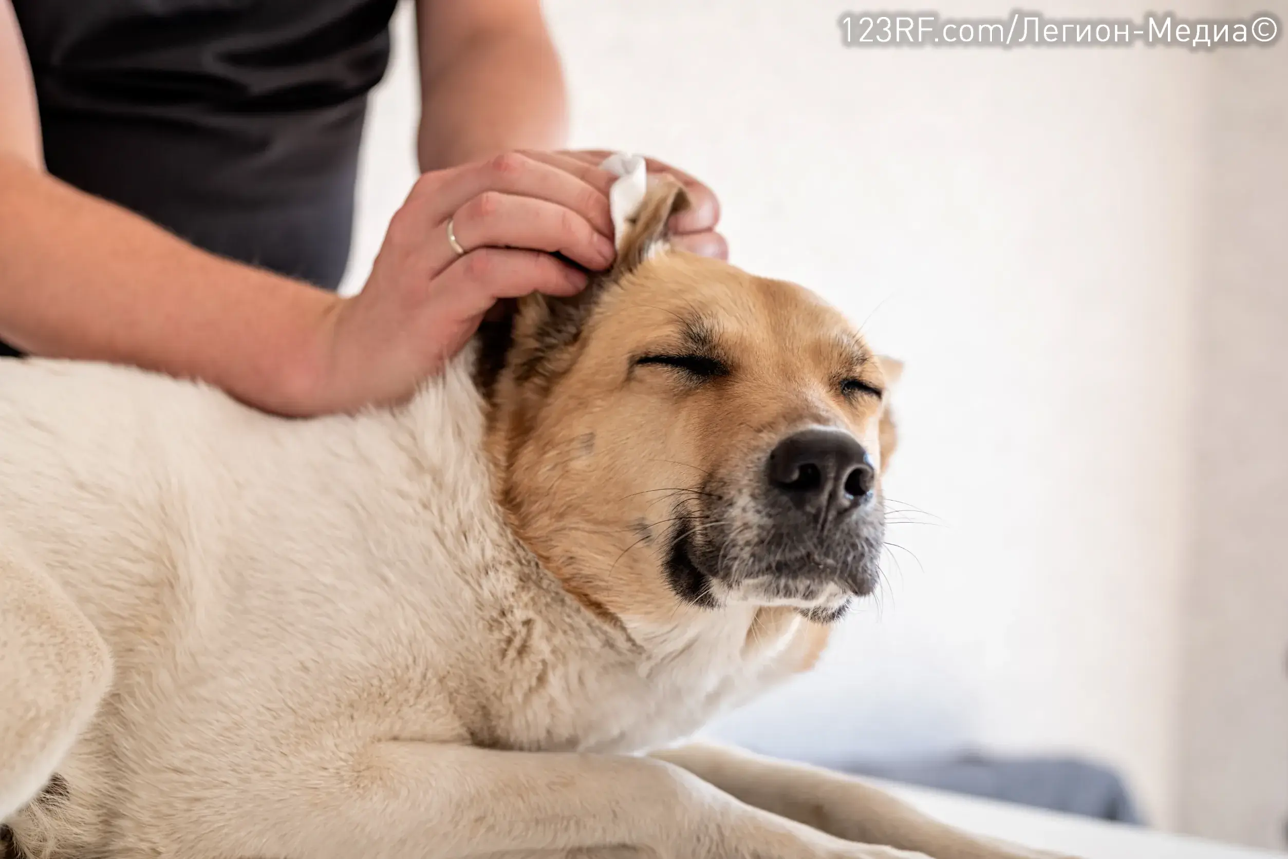 Ушной клещ у собак