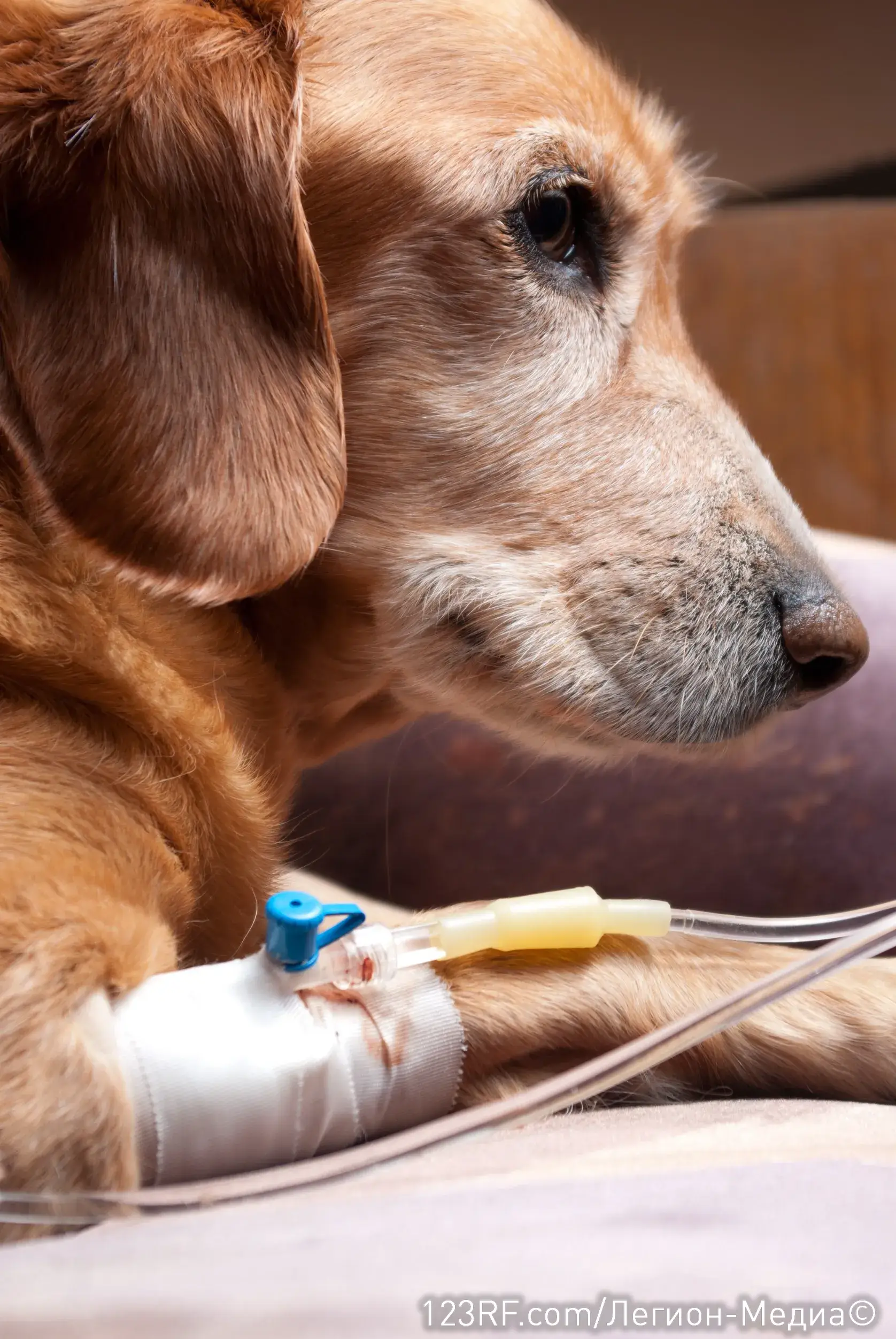 Чем собака может отравиться?