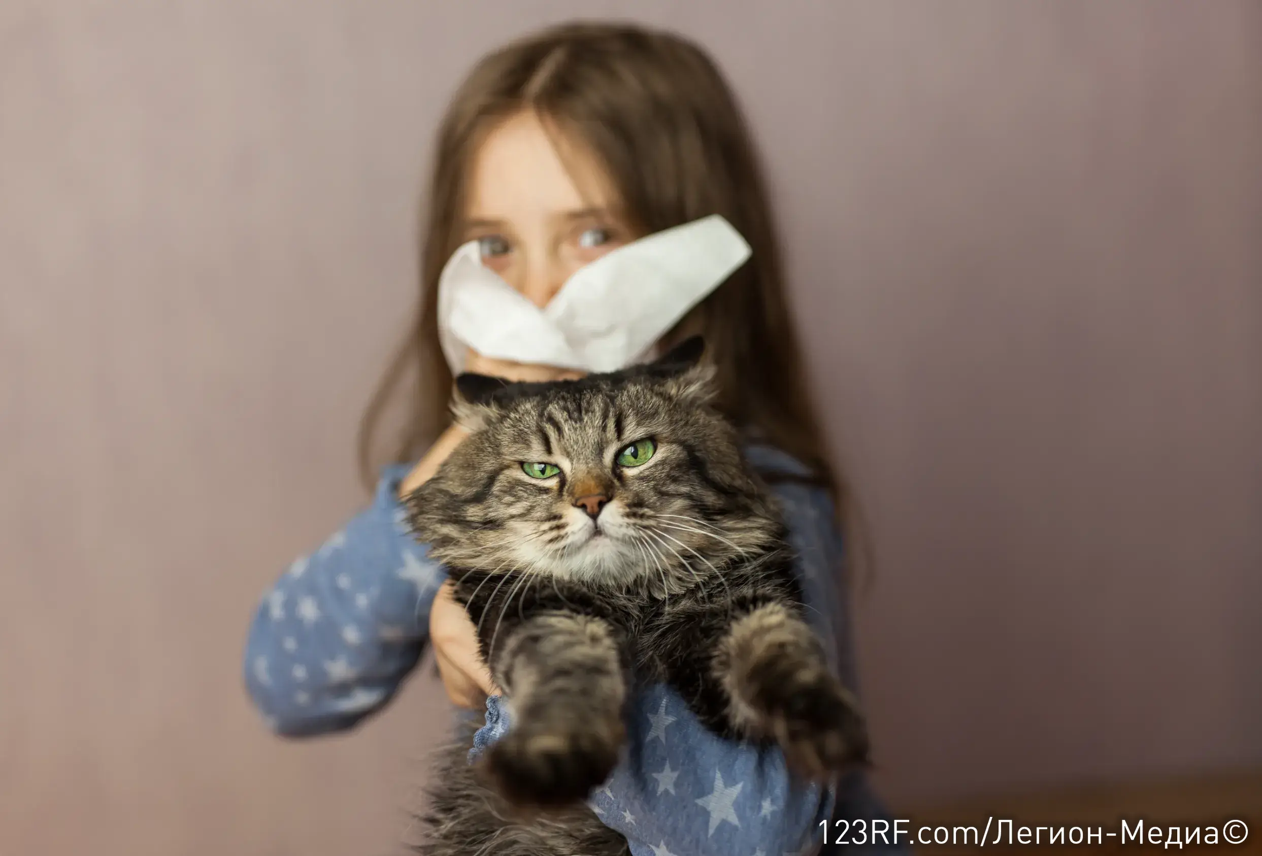 Аллергия на кошек