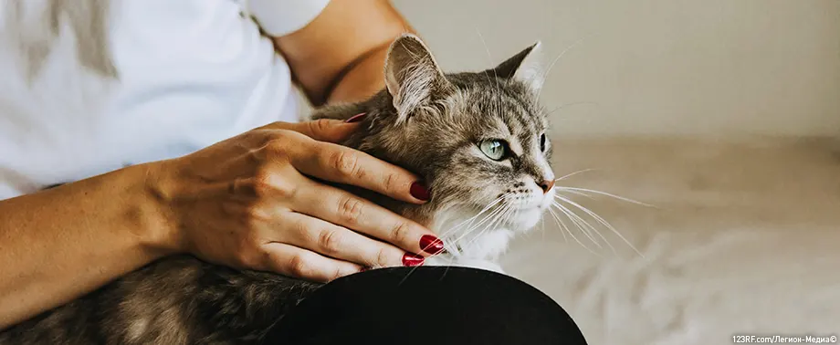 Аллергия на кошек