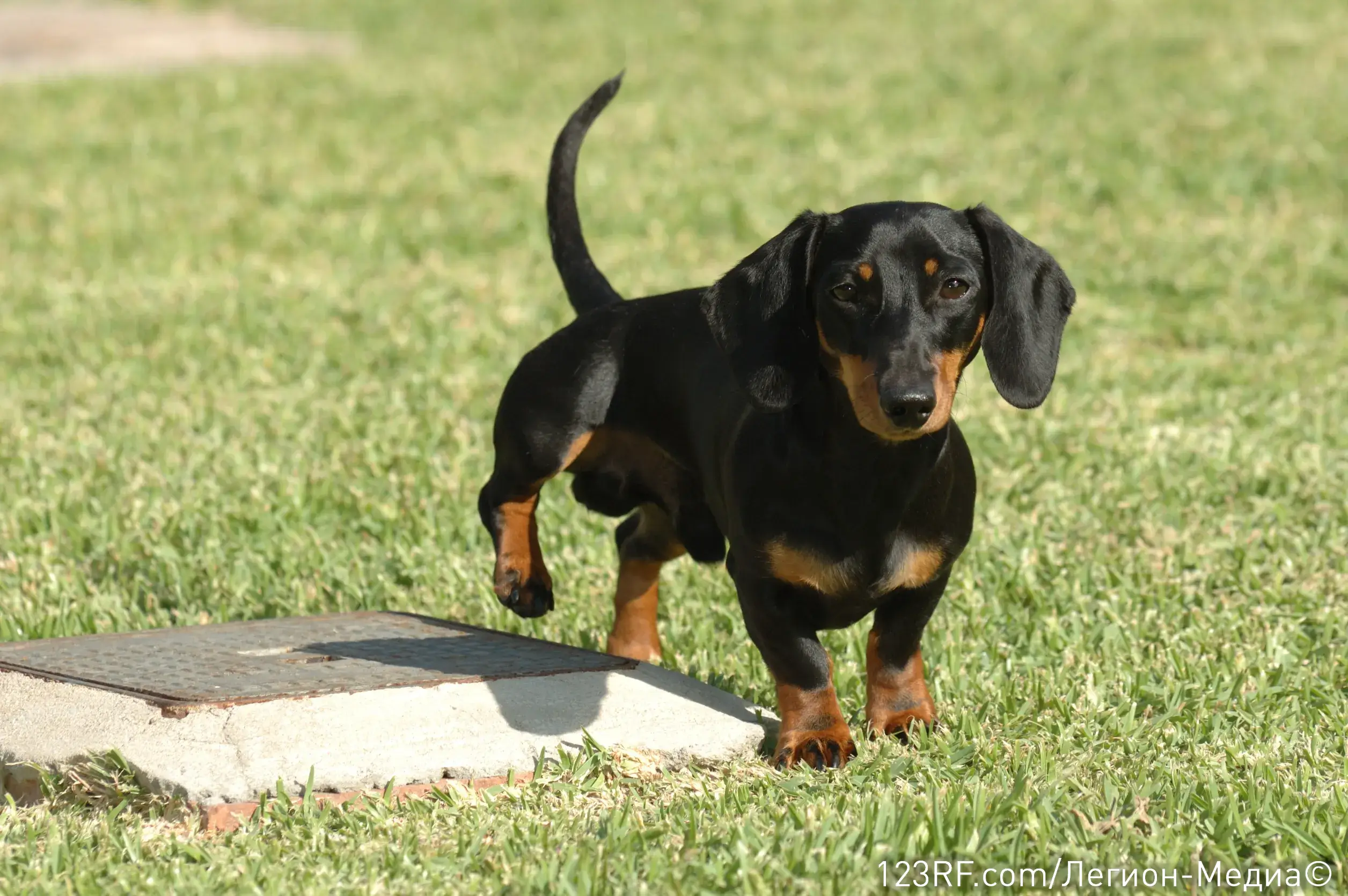 Цистит у собак