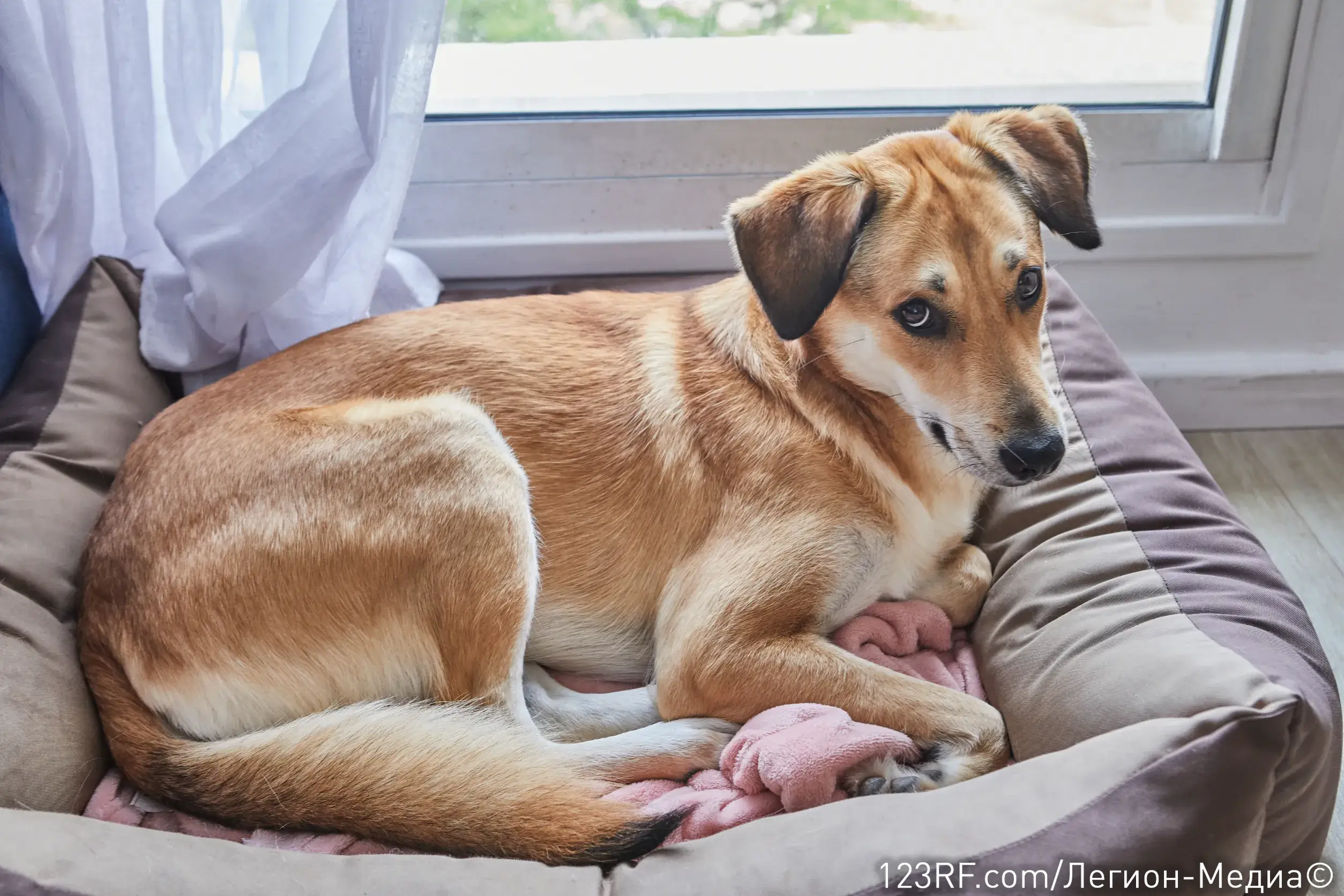 Ложная беременность у собак