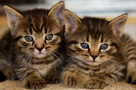 Как кормить котенка без мамы?
