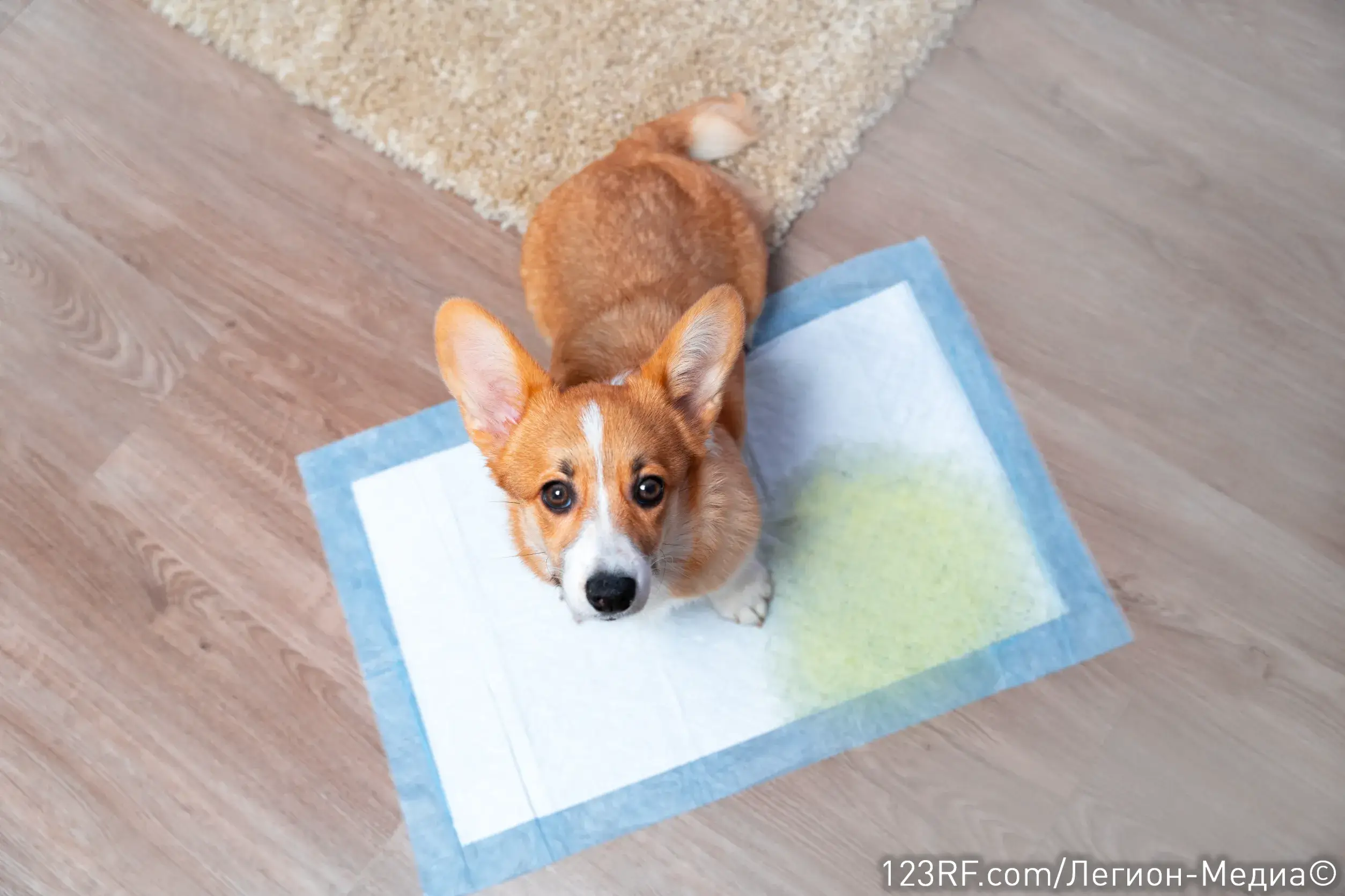 Как приучить щенка к пеленке?