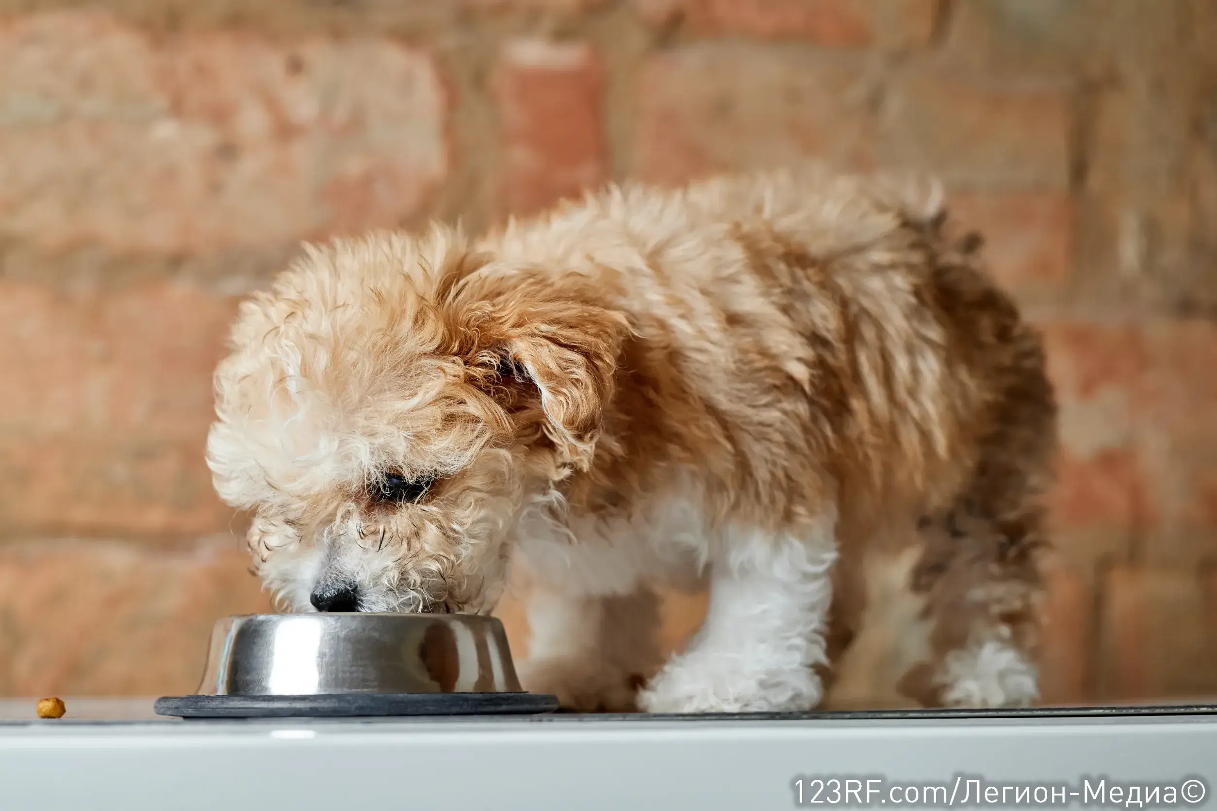 Чем кормить щенка?