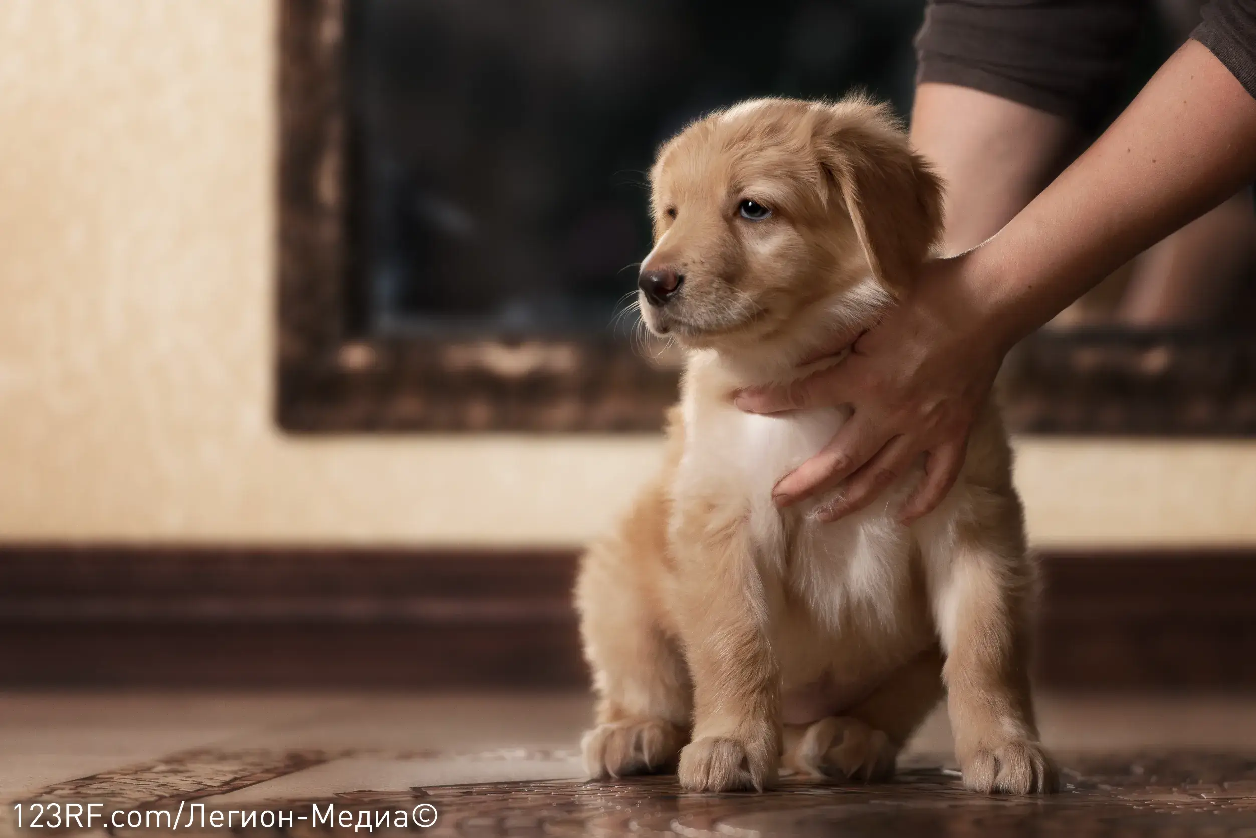 Когда можно дрессировать щенка?