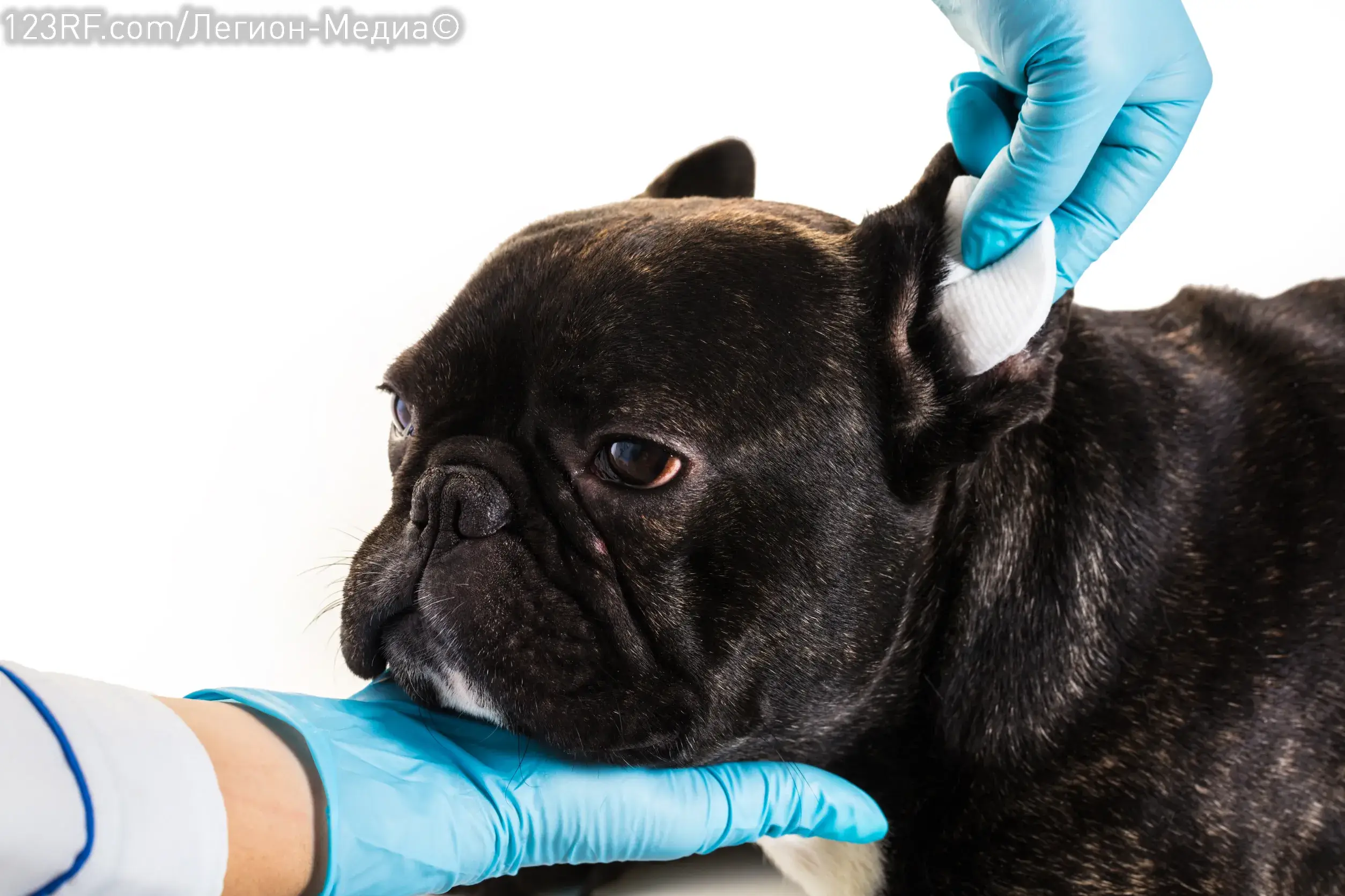 Как чистить уши собаке?