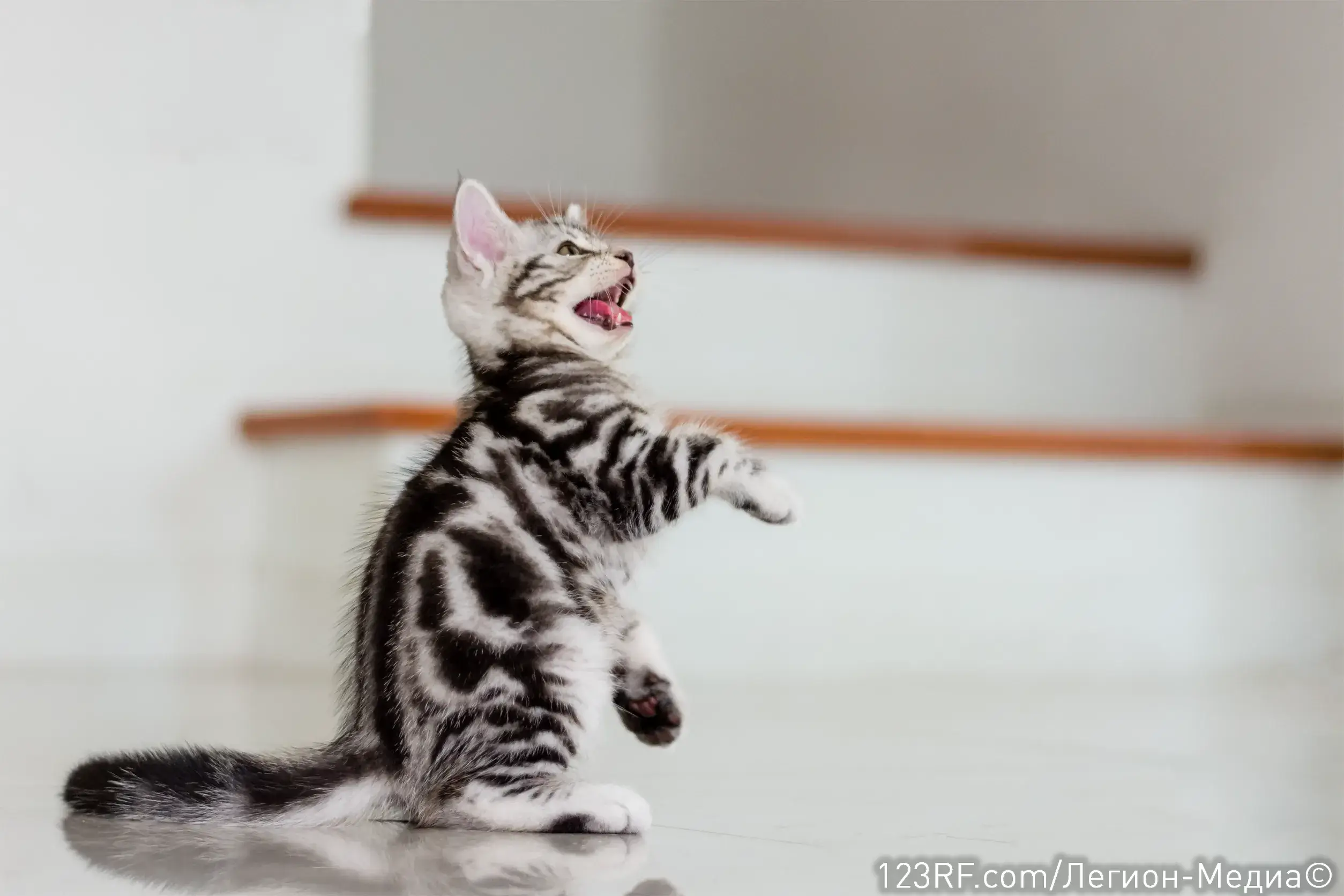 Как дрессировать котенка?