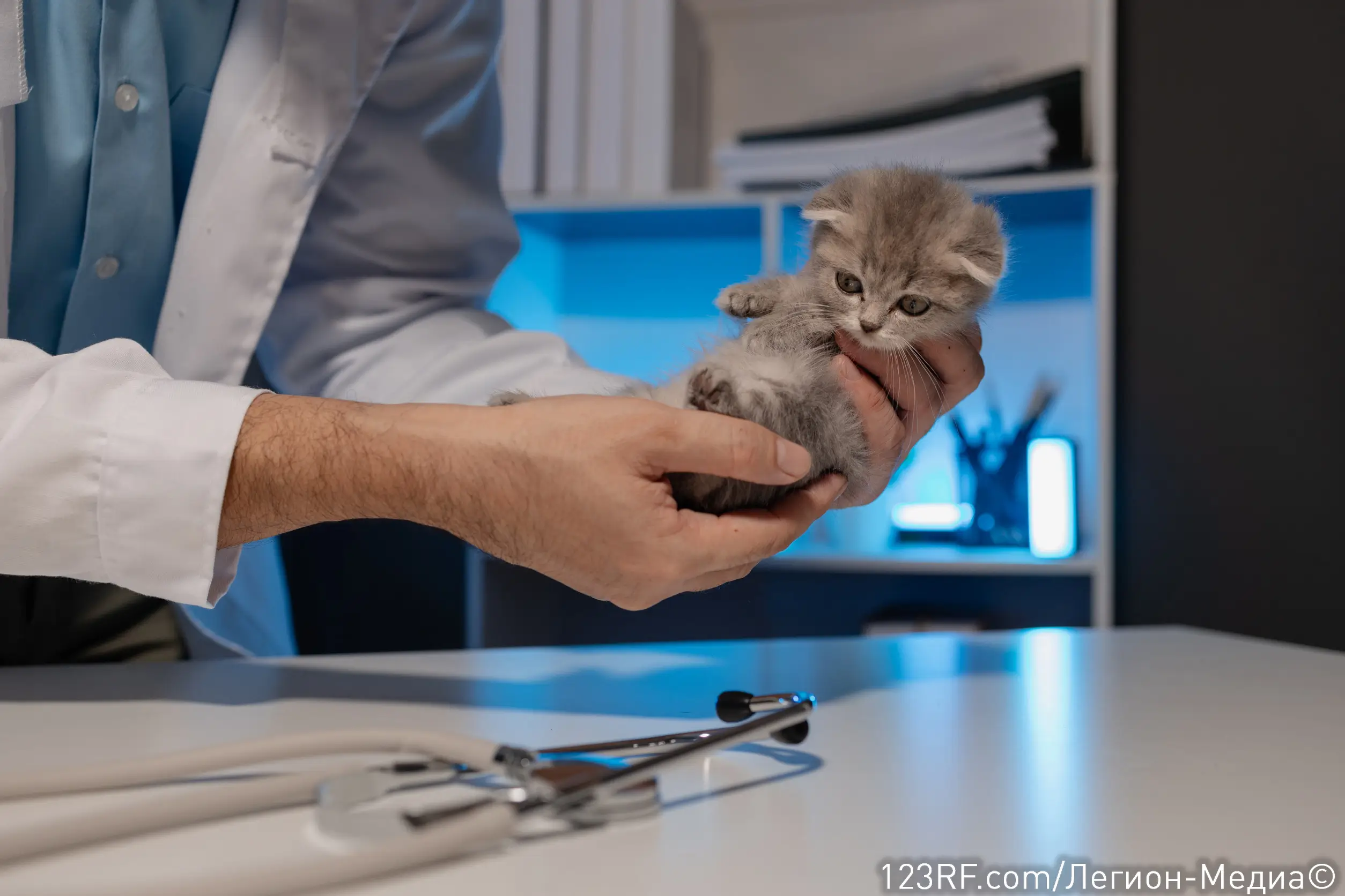 Сопли у котенка