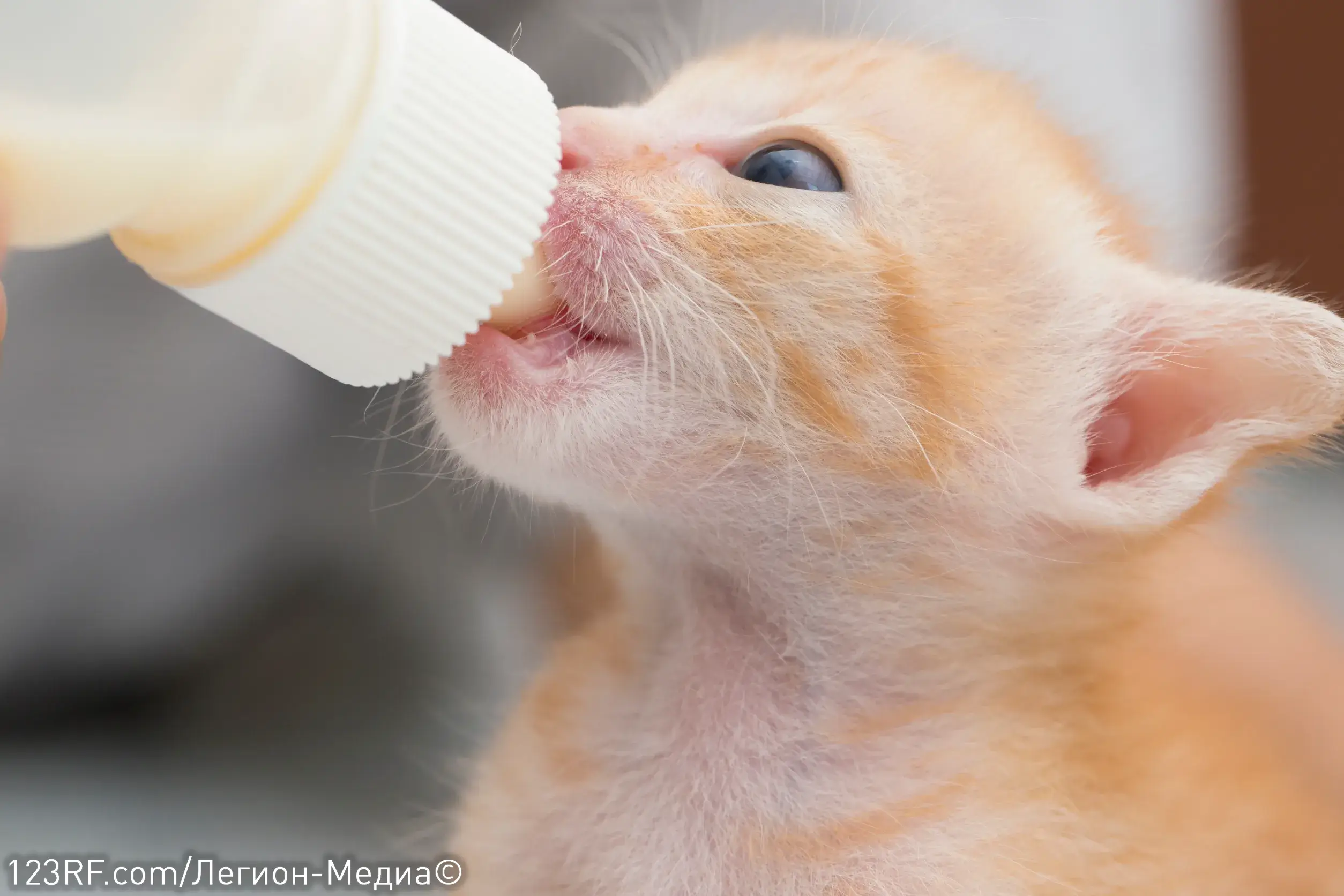 Можно ли котятам молоко?