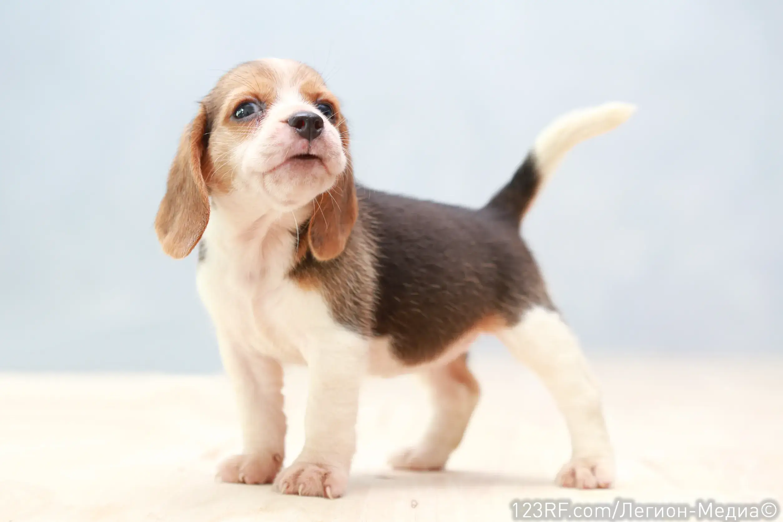 Глисты у щенка