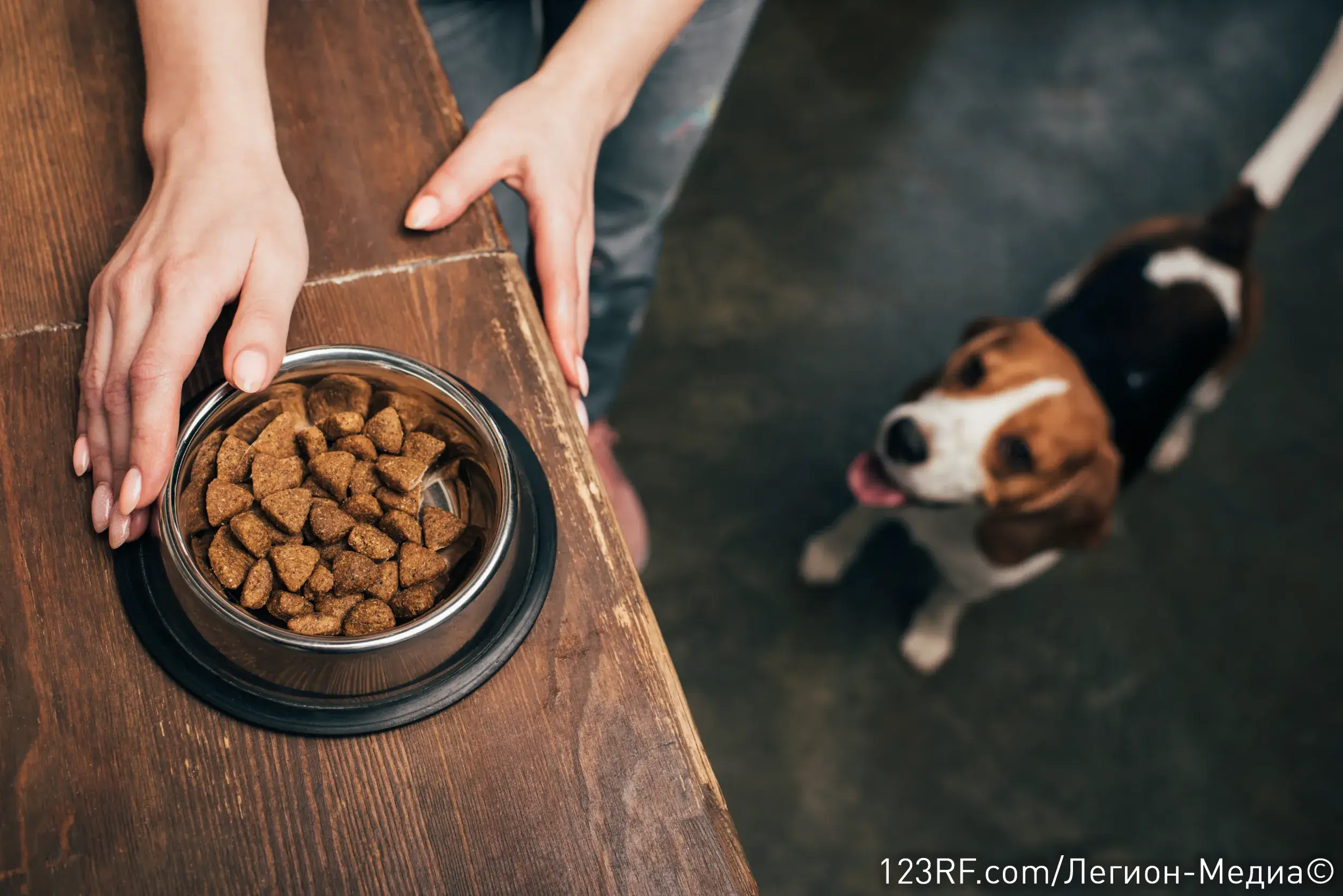 Как перевести собаку на сухой корм?