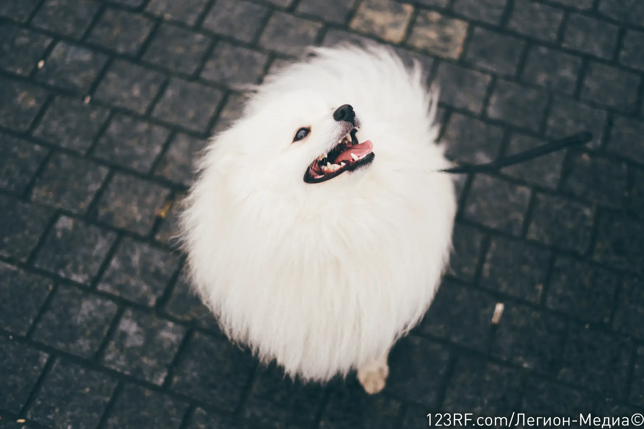 Как назвать белую собаку?