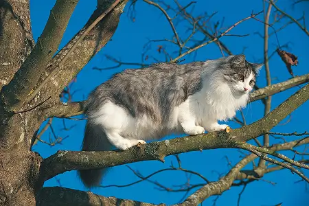 Воспаление параанальных желез у кошки