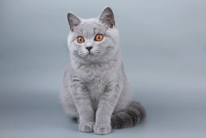 Чем отличаются британские кошки от шотландских?