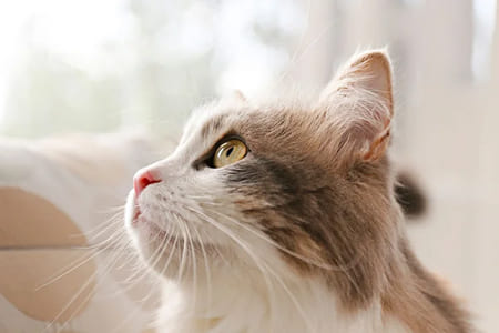 Зачем кошкам усы?