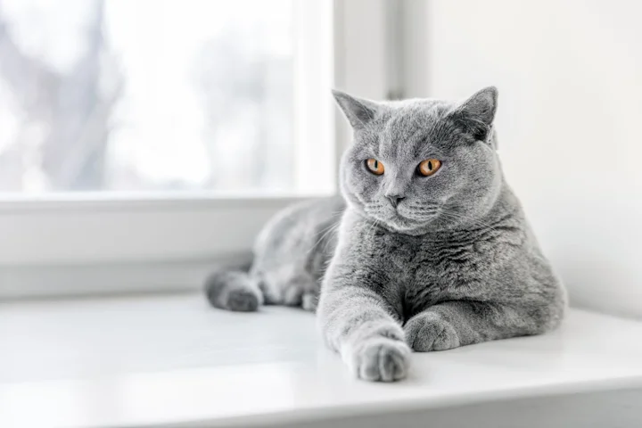 Как понять, что у кошки что-то болит?