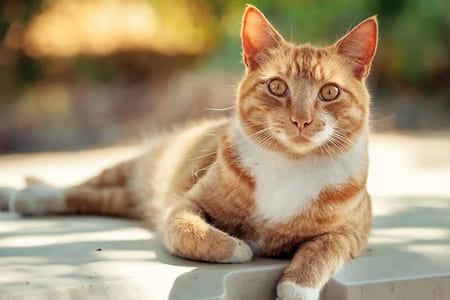 Нужно ли выгуливать кошку на улице?