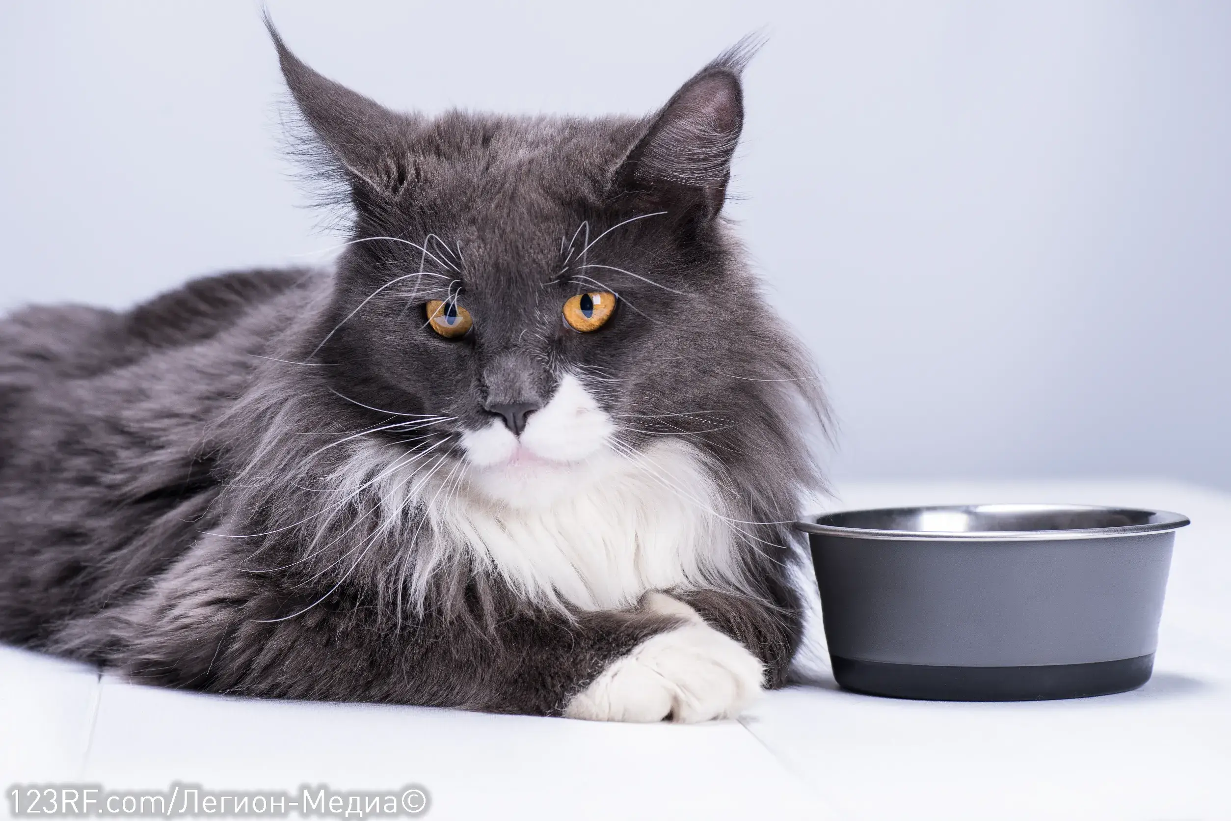 Чем кормить мейн-куна?