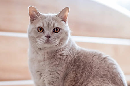 Кошка не вылизывает себя — почему?