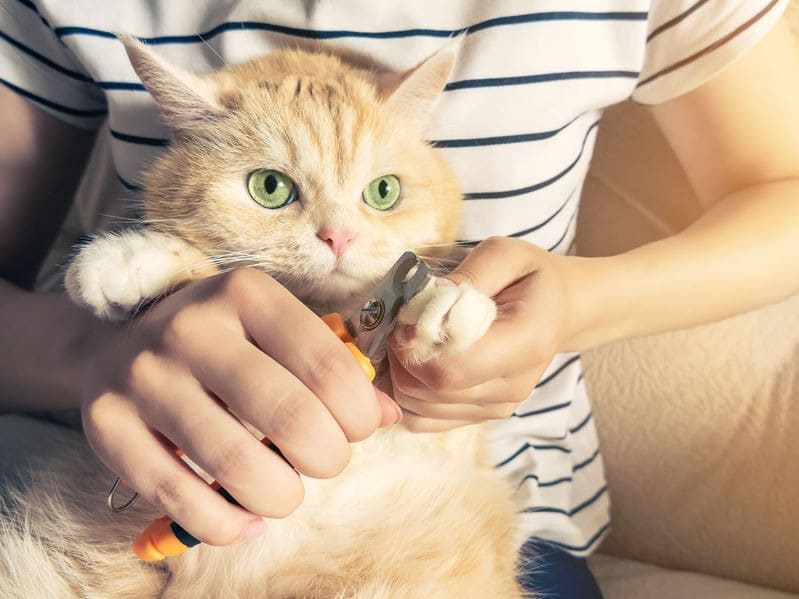 Как подстричь когти кошке?