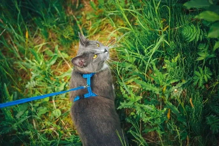 Как надеть шлейку на кошку?