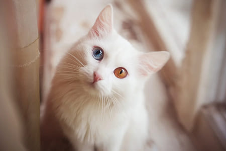 Гетерохромия у кошек