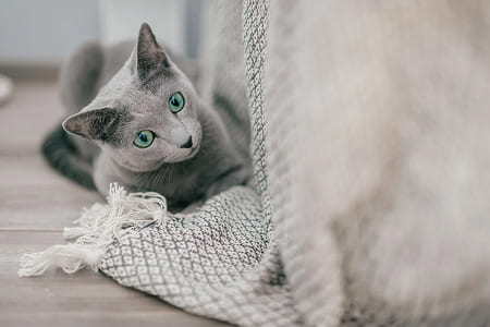 Сколько спят кошки?