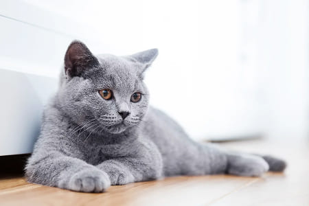 Аптечка для кошки