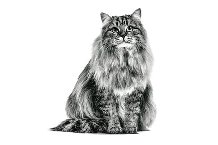 Хотите завести кошку?