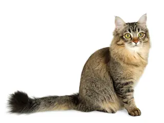 Азиатская