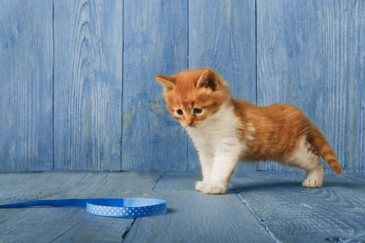  4 Royal Canin