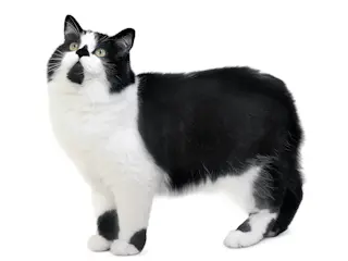 Кимрик