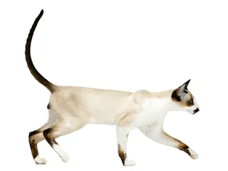 Сейшельская кошка
