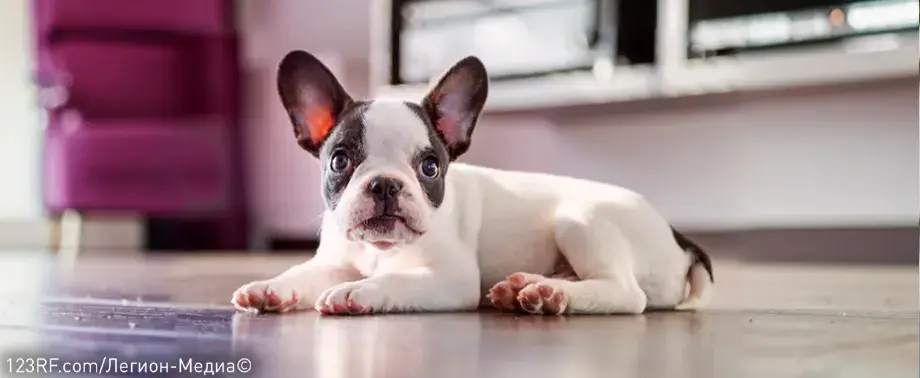 Чем кормить французского бульдога?