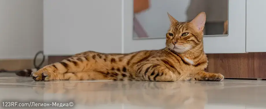 Чем кормить бенгальскую кошку?