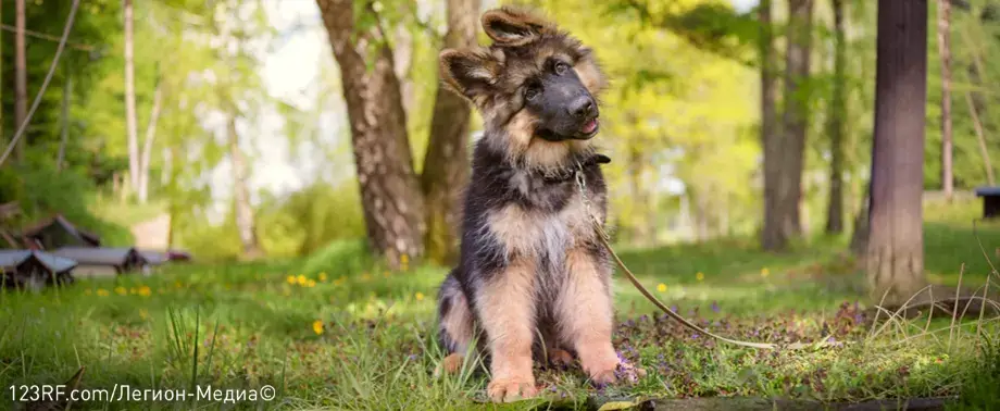 Чем кормить щенка немецкой овчарки?